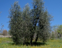 Ildebrandino - La coltivazione dell'olivo