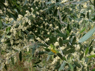 Olivo in fioritura 'mignolatura' - oleraria Ildebrandino
