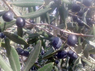 Olivo varietà 'Leccino' - olearia Ildebrandino