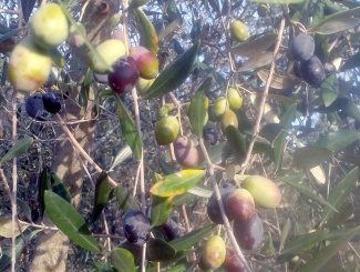 Olivo varieta 'Frantoio' - olearia Ildebrandino