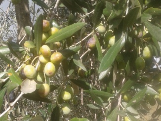 Olivo varieta 'Frantoio' - olearia Ildebrandino