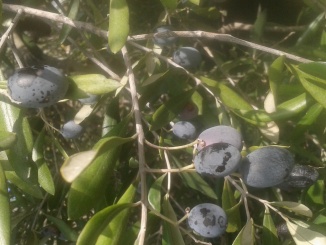 Olivo varietà 'Leccino' - olearia Ildebrandino