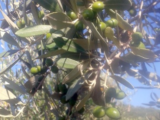 Olivo varietà 'Moraiolo' - olearia Ildebrandino