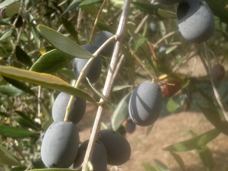Olivo varietà 'Pendolino' - olearia Ildebrandino