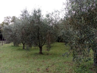 Oliveto nord - olearia Ildebrandino