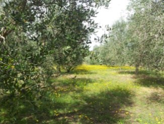 Oliveto nord est - olearia Ildebrandino