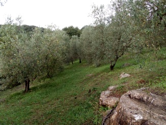 Oliveto ovest - olearia Ildebrandino