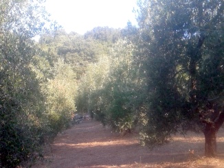 Oliveto sud - olearia Ildebrandino