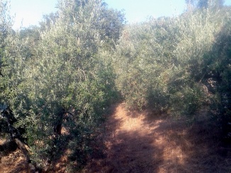 Oliveto sud - olearia Ildebrandino