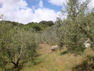 Oliveto sud est - olearia Ildebrandino