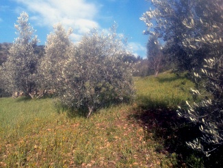 Oliveto sud est - olearia Ildebrandino