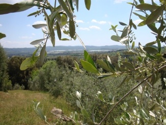 Valle del Cornia vista dall'azienda Ildebrandino