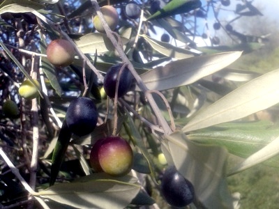 Olive biologiche dell'azienda Ildebrandino