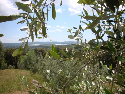 Azienda olivicola Ildebrandino Suvereto Toscana